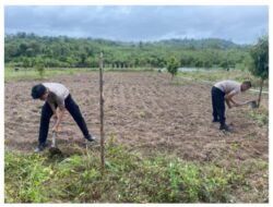 Polres Natuna dan Polsek Jajaran Dukung Program Ketahanan Pangan dengan Penanaman Jagung