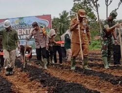 Pj Bupati Merangin dan Kapolres Tanam Jagung Serentak