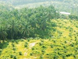 Sembilan Perusahaan Perkebunan di Provinsi Jambi Beroperasi di Kawasan Hutan