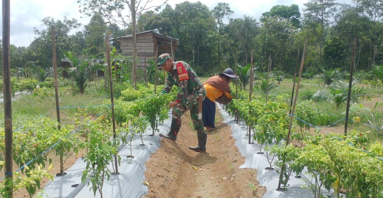 Babinsa Pulau Melako saat bantu pemupukan di kebun cabai warga. (ist)