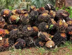 Petani Sawit Jambi ” Lesu” Harga TBS Periode 18-24 April 2025 Turun Rp68,26/kg