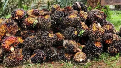 Petani Sawit Jambi ” Lesu” Harga TBS Periode 18-24 April 2025 Turun Rp68,26/kg