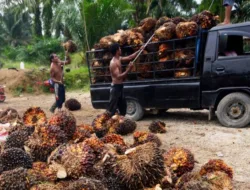 Harga TBS Sawit Jambi Periode 9-13 Mei 2025 Melorot, Ini Faktor Penyebabnya