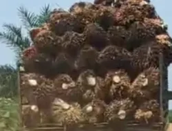 Harga Sawit Jambi Naik Lagi! Pertanggal 23-29 mei 2025 Tembus Rp3.327 per Kg