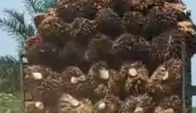 Harga Sawit Jambi Naik Lagi! Pertanggal 23-29 mei 2025 Tembus Rp3.327 per Kg