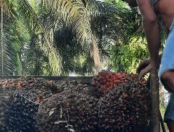 Harga TBS Sawit Jambi Periode 9-13 Mei 2025 Turun Rp 103,53 per Kg
