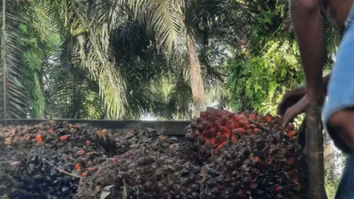 Harga TBS Sawit Jambi Periode 9-13 Mei 2025 Turun Rp 103,53 per Kg