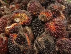 Harga TBS Sawit Jambi Turun Rp38,83 per Kg untuk Periode 30 Mei – 5 Juni 2025
