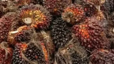 Harga TBS Sawit Jambi Turun Rp38,83 per Kg untuk Periode 30 Mei – 5 Juni 2025