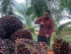 Harga TBS Jambi Naik Pertanggal 02 Sampai 08 Mei 2025 Naik Stagnan