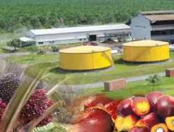 Sawit 2025: Peluang atau Tantangan Baru Bagi Petani Sawit dan Pabrik Pengolahan?