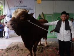 Sapi Kurban dari Presiden Prabowo Diserahkan ke Warga Kumpeh Ulu, Bupati BBS: Bentuk Nyata Kepedulian Negara