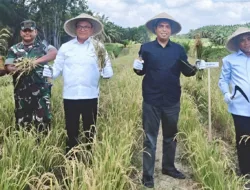Inovasi Tumpang Sari: Petani Muaro Jambi Panen Padi Gogo di Tengah Peremajaan Sawit
