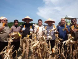 Wabup Junaidi Hadiri Panen Raya Jagung di Muaro Jambi, Dukung Program Ketahanan Pangan Nasional