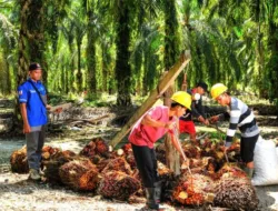 Harga TBS Sawit Jambi Periode 6–12 Juni 2025: Stagnan, Petani Diminta Waspada Tren Global