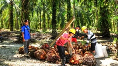 Harga TBS Sawit Jambi Periode 6–12 Juni 2025: Stagnan, Petani Diminta Waspada Tren Global