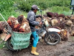 Harga TBS Sawit Jambi Turun Tipis Awal Juni 2025, Petani Diminta Waspada Tren Global
