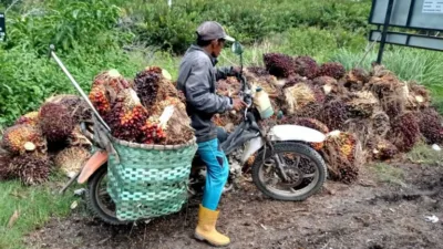 Harga TBS Sawit Jambi Turun Tipis Awal Juni 2025, Petani Diminta Waspada Tren Global