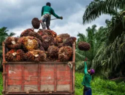 Harga TBS Sawit Jambi Kembali Turun Rp63,81 /kg periode 13–19 Juni 2025 : Harga Tak Stabil, Produksi Rugi