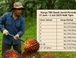 Harga TBS Sawit Jambi Periode 27 Juni – 3 Juli 2025 Naik Tipis, Petani Harap Perbaikan Harga Kernel