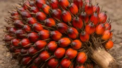 Harga TBS Sawit Jambi Turun, Pekebun Tertekan: Rp3.327 per Kg untuk Usia Produksi