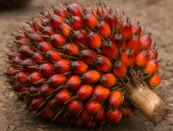 Harga TBS Sawit Jambi Turun, Pekebun Tertekan: Rp3.327 per Kg untuk Usia Produksi