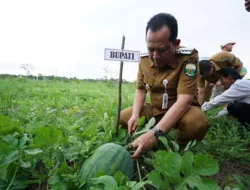 Desa Parit Pelopor Kemandirian Pangan Muaro Jambi, Bupati BBS Panen Semangka Perdana
