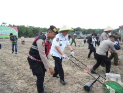 Bupati Muaro Jambi Ikuti Penanaman Jagung Serentak Kuartal III