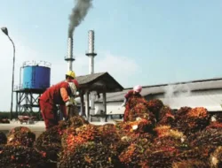Harga TBS Sawit Jambi Naik Rp60,84/Kg untuk Periode 11–17 Juli 2025
