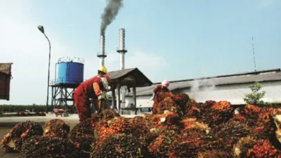 Harga TBS Sawit Jambi Naik Rp60,84/Kg untuk Periode 11–17 Juli 2025