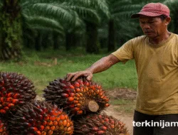 Harga Sawit Jambi Ditekan! Petani Kembali Jadi Korban Sistem Penetapan yang Tak Berpihak? Per 4-10 Juli 2025