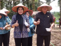 Ketua TP PKK Muaro Jambi Ririn Novianty Ikuti Penanaman Jagung Program 1 Hektar 1 Desa