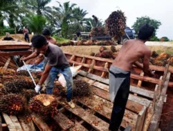 Tren Kecil harapan besar harga sawit Jambi 3,615/kg periode 22-28 Agustus 2025