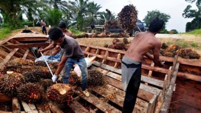 Tren Kecil harapan besar harga sawit Jambi 3,615/kg periode 22-28 Agustus 2025
