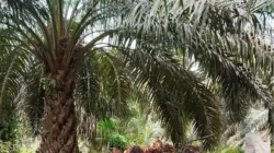 Kabar Baik untuk Petani: Harga TBS Sawit Periode 8-14 Agustus 2025 Jambi Naik Lagi Pekan Ini