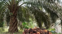 Kabar Baik untuk Petani: Harga TBS Sawit Periode 8-14 Agustus 2025 Jambi Naik Lagi Pekan Ini