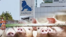 Terkuak! Surat Palsu Picu Heboh Investasi Peternakan Babi Rp 10 Triliun di Jepara