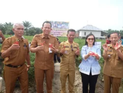 Stabilkan Harga Pangan, Bupati Muaro Jambi Turun Langsung Hadiri Panen Raya Cabe Merah