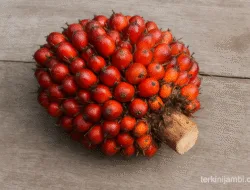 Harga TBS Sawit Jambi Periode 19–25 September 2025 Turun Tipis, Cenderung Stagnan