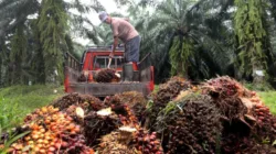 Harga TBS Sawit Jambi Naik Lagi, Periode 17 – 23 Oktober 2025 Petani Sambut Kabar Baik