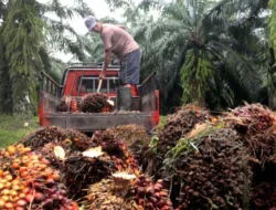 Harga TBS Sawit Jambi Naik Lagi, Periode 17 – 23 Oktober 2025 Petani Sambut Kabar Baik
