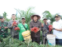 Panen Raya Cabai Sungai Gelam: Dorong Ekonomi Desa lewat Kerja Sama Gapoktan–BumDes