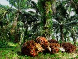 Harga TBS Sawit di Jambi Capai Rp 3.409,38/Kg untuk Usia 10-20 Tahun pada Periode 21-27 November 2025