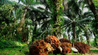 Harga TBS Sawit di Jambi Capai Rp 3.409,38/Kg untuk Usia 10-20 Tahun pada Periode 21-27 November 2025