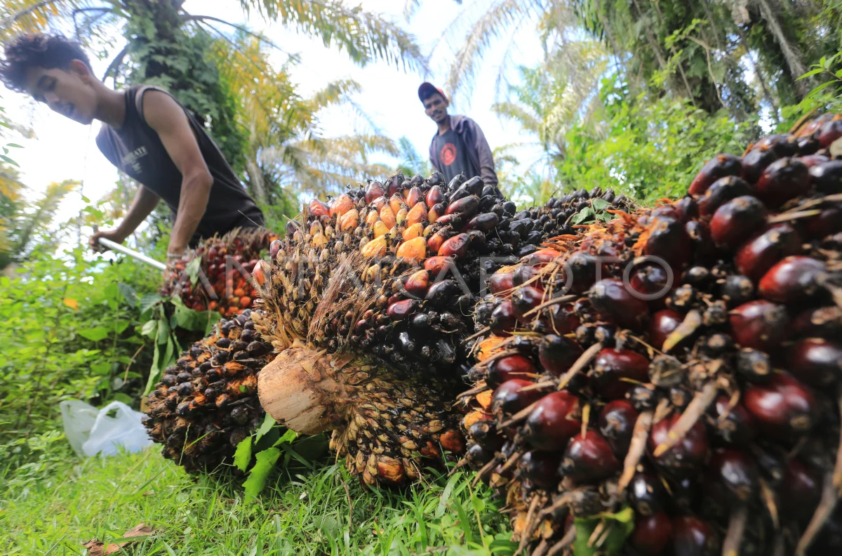 Ilustrasi Gambar Tandan Buah Sawit ( TBS ) petani sawit mandiri saat melakukan pemanenan. ( Photo Redaksi/Ist ).
