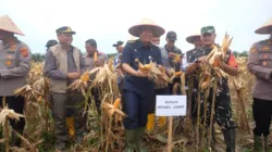 Panen Raya Jagung di Desa Sakean: Produksi Turun 60,6% — Bupati Janji Dukungan dan Langkah Perbaikan