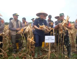 Panen Raya Jagung di Desa Sakean: Produksi Turun 60,6% — Bupati Janji Dukungan dan Langkah Perbaikan