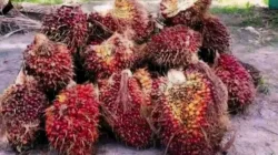 Harga TBS Sawit Jambi Minggu Ini Turun, Berikut Daftar Terbarunya