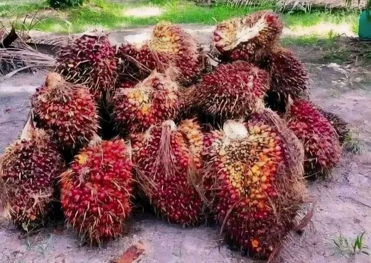 Gambar Ilustrasi Tandan Buah Sawit (TBS) Petani Sawit Mandiri ( Dok Photo Redaksi/Ist ).