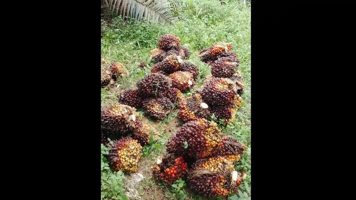 Photo Ilustrasi TBS Sawit Petani Sawit Mandiri. Harga TBS Sawit di Jambi Kembali Menguat, Tembus Rp3.444 per Kg di Pabrik (Dok Photo Redaksi/Ist )